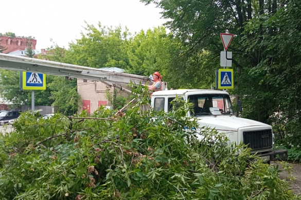 24 дерева упало в Иванове из-за грозы